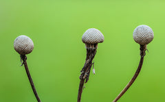 Helenium — Wade Greens, Lineville Alabama