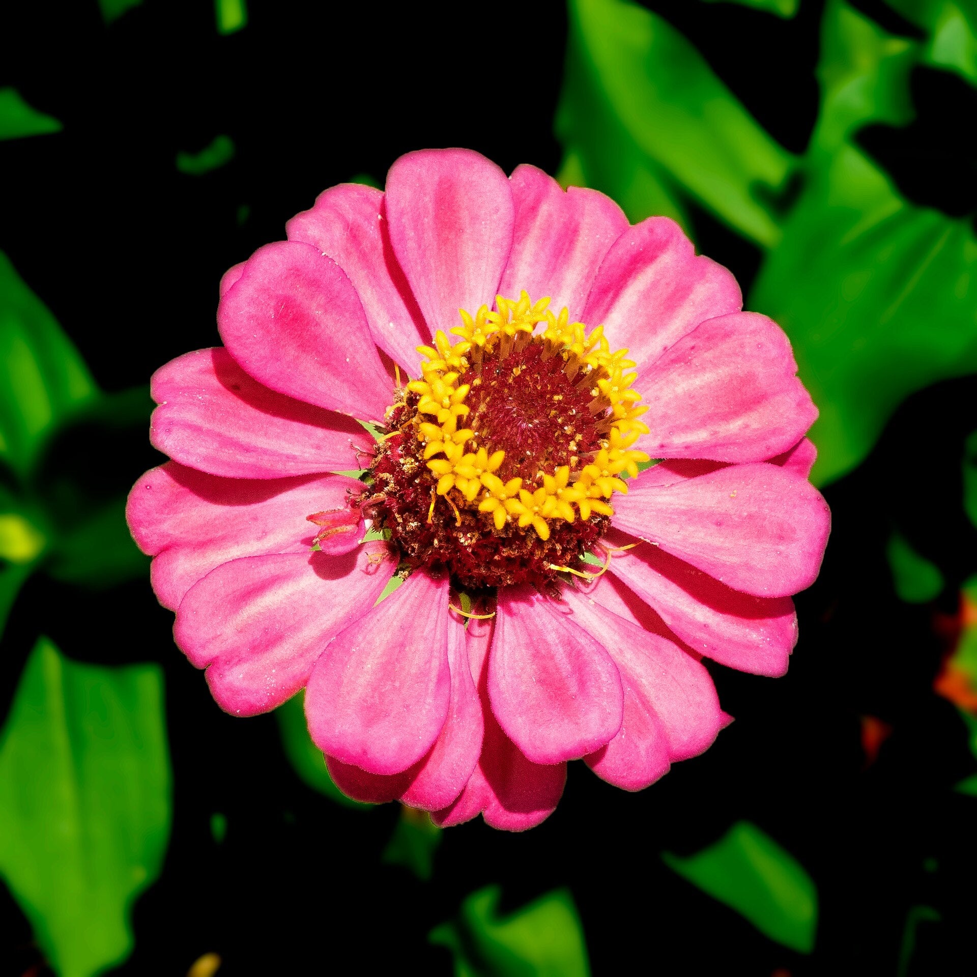 Zinnia (Zinnia elegans) — live plant from Wade Greens