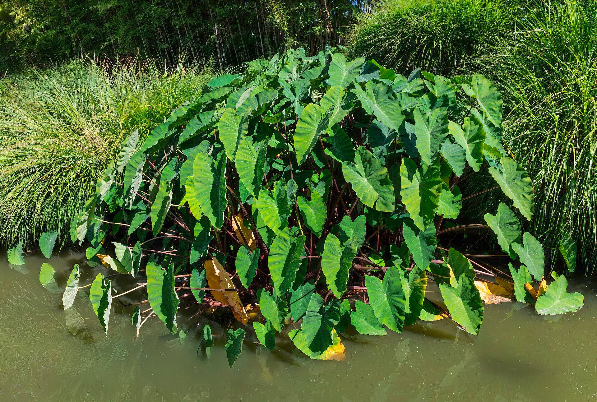 Elephant Ear Tuber - Wade Greens, Lineville Alabama