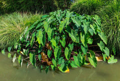 Elephant Ear Tuber - Wade Greens, Lineville Alabama