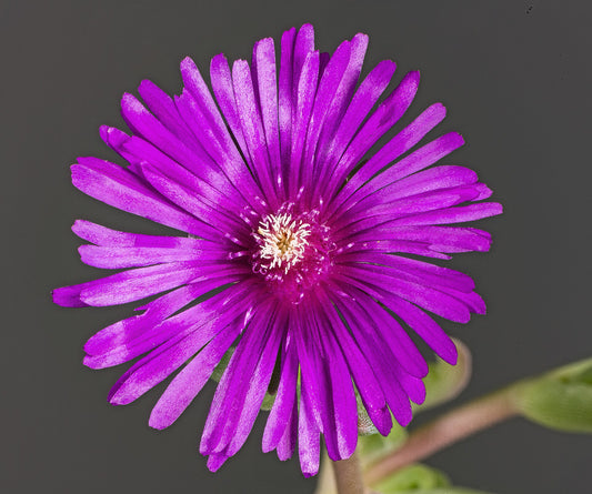 Ice Plant (Delosperma) - Wade Greens, Lineville Alabama