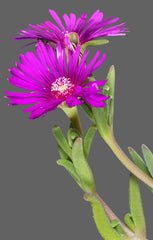 Ice Plant - Wade Greens, Lineville Alabama
