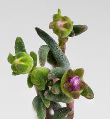 Ice Plant - Wade Greens, Lineville Alabama