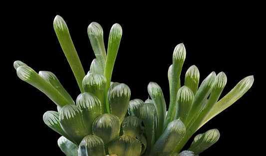 Haworthia - Wade Greens, Lineville Alabama