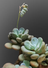 Pachyphytum 'Moonstones' — Wade Greens, Lineville Alabama