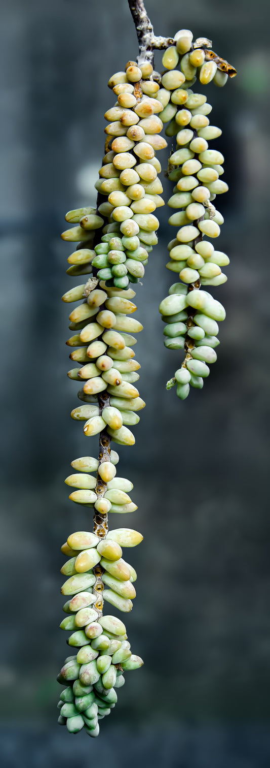 Burro's Tail - Wade Greens, Lineville Alabama