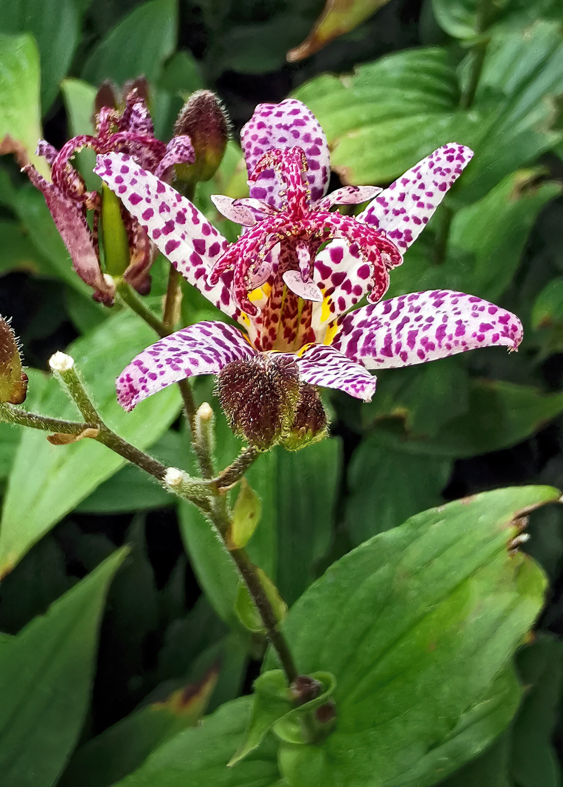 Toad Lily — Wade Greens, Lineville Alabama