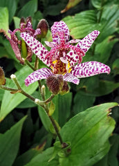 Toad Lily — Wade Greens, Lineville Alabama