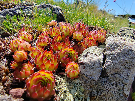 Hens & Chicks - Wade Greens, Lineville Alabama