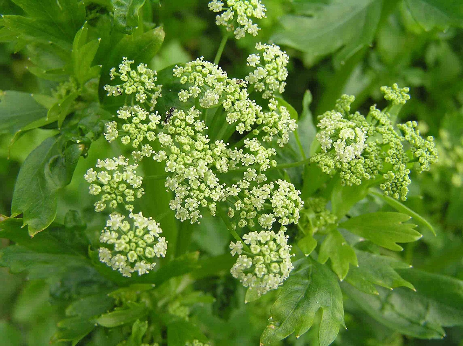 Celery - Wade Greens, Lineville Alabama