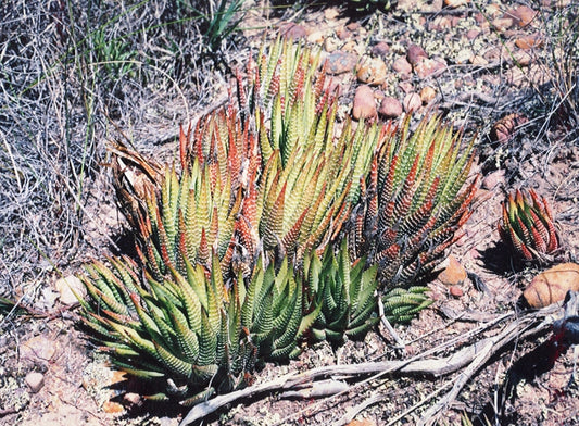 Zebra Haworthia - Wade Greens, Lineville Alabama
