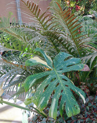 Monstera 'Thai Constellation' (Monstera deliciosa 'Thai Constellation') - photo by cultivar413, CC BY 2.0, via Wikimedia Commons