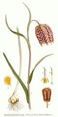 Fritillaria Bulbs (Fritillaria) — live plant from Wade Greens