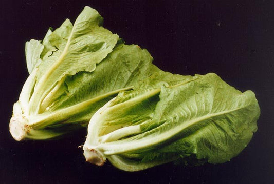 Fresh Romaine Lettuce grown in Alabama by Wade Greens
