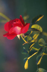 Roses (Rosa) - live plant from Wade Greens