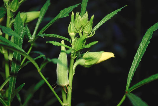 Fresh Okra grown in Alabama by Wade Greens