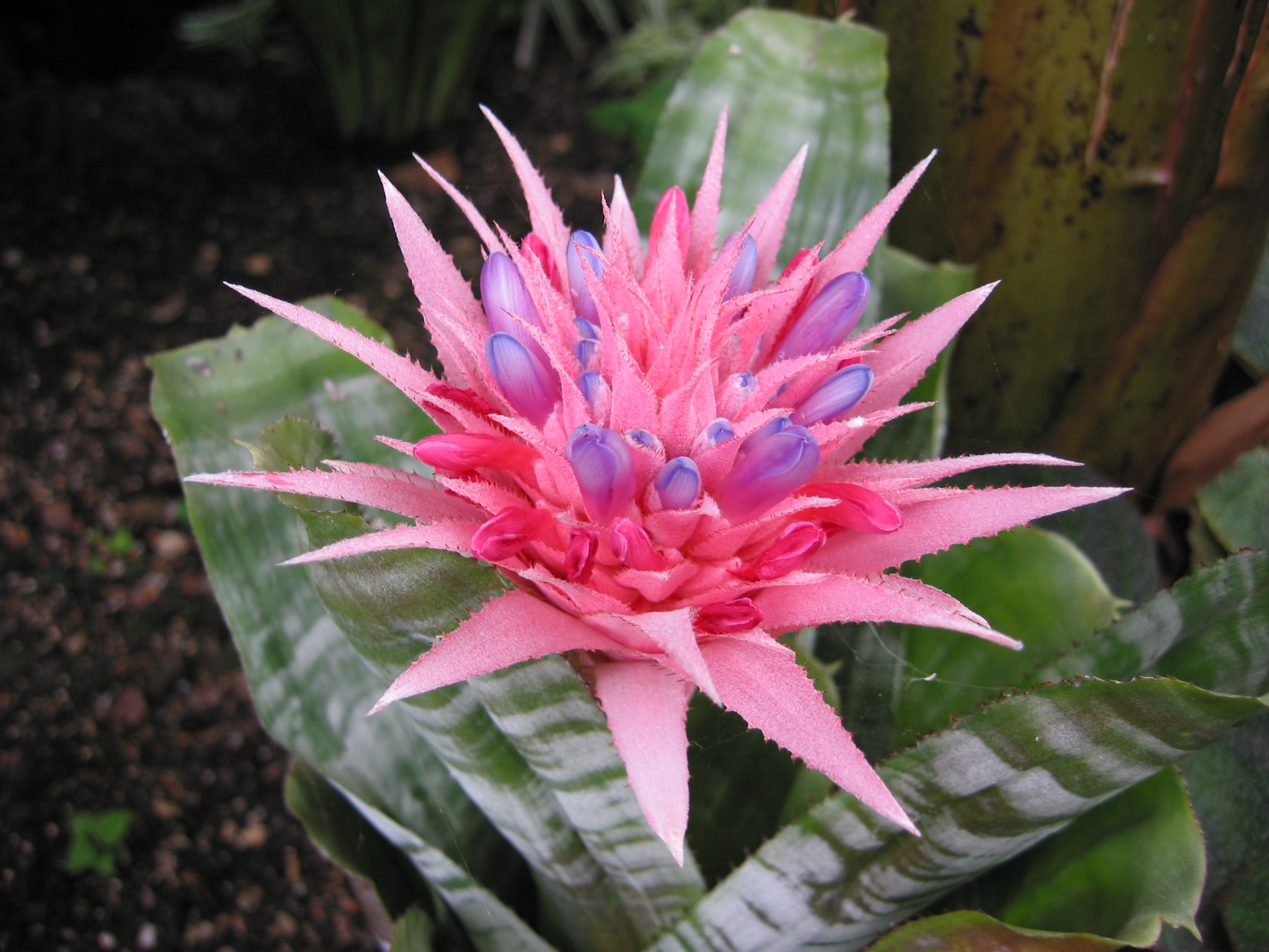 Urn Plant Bromeliad (Aechmea fasciata) - photo by Paul & Aline Burland, CC BY-SA 2.0, via Wikimedia Commons