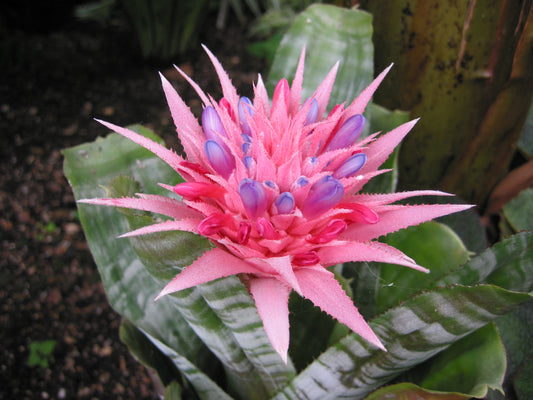 Urn Plant Bromeliad (Aechmea fasciata) - photo by Paul & Aline Burland, CC BY-SA 2.0, via Wikimedia Commons