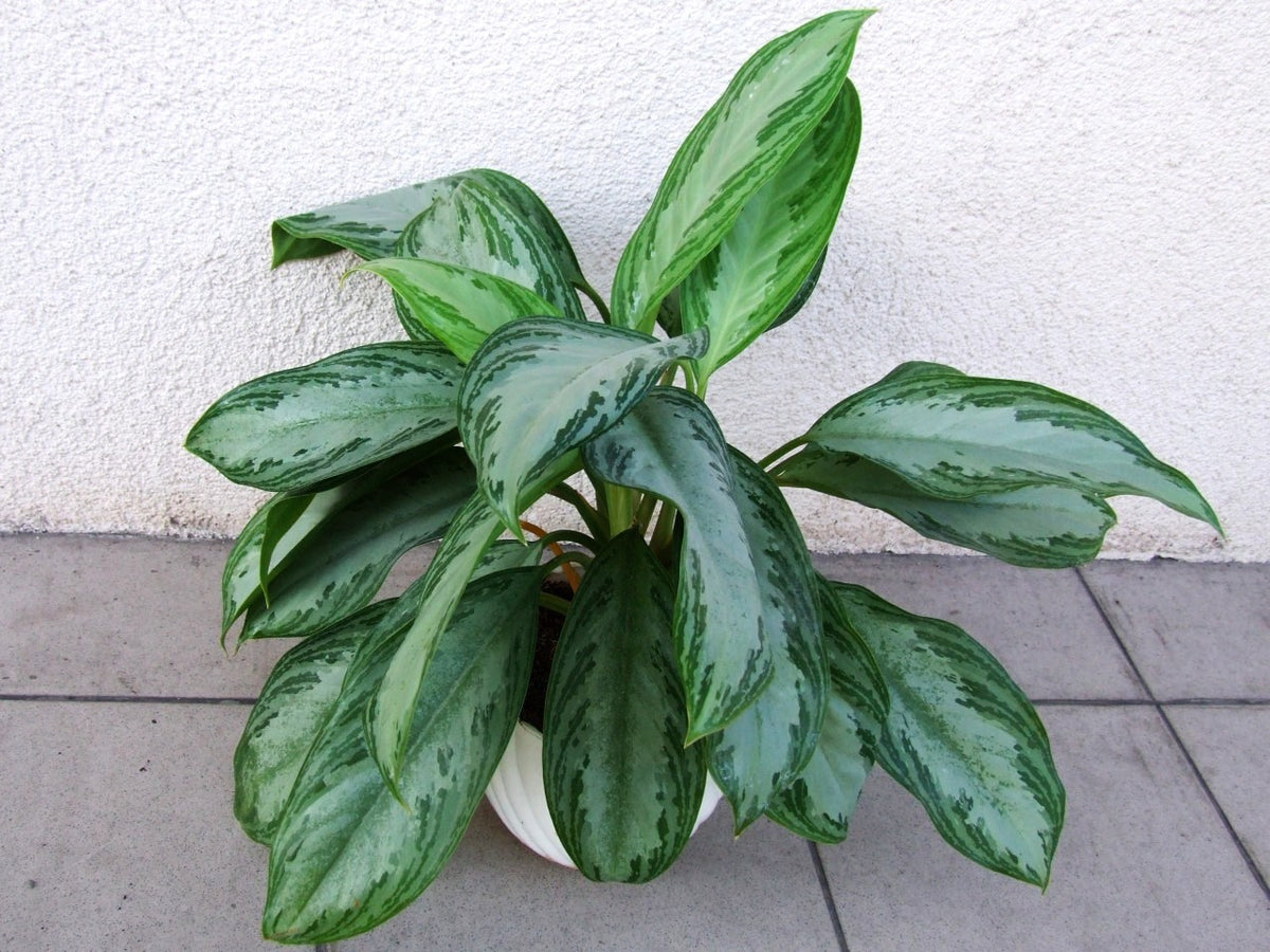 Chinese Evergreen (Aglaonema) — live plant from Wade Greens