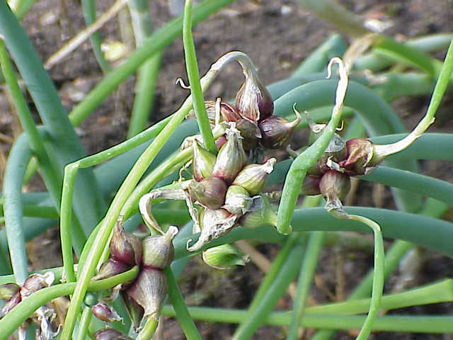 Fresh Green Onion / Scallion grown in Alabama by Wade Greens