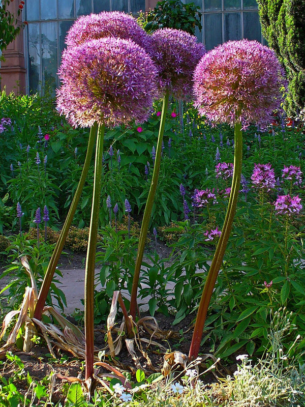 Allium Bulbs (Allium) - live plant from Wade Greens