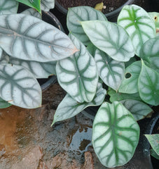 Alocasia 'Dragon Scale' (Alocasia baginda 'Dragon Scale') - photo by Yercaud-elango, CC BY 4.0, via Wikimedia Commons