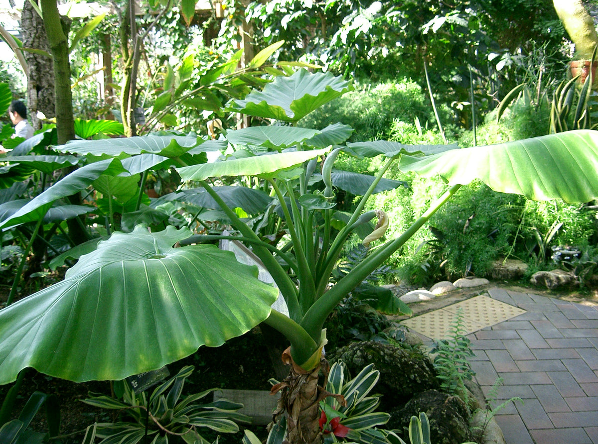 Upright Elephant Ear (Alocasia odora) - photo by KENPEI, CC BY-SA 3.0, via Wikimedia Commons