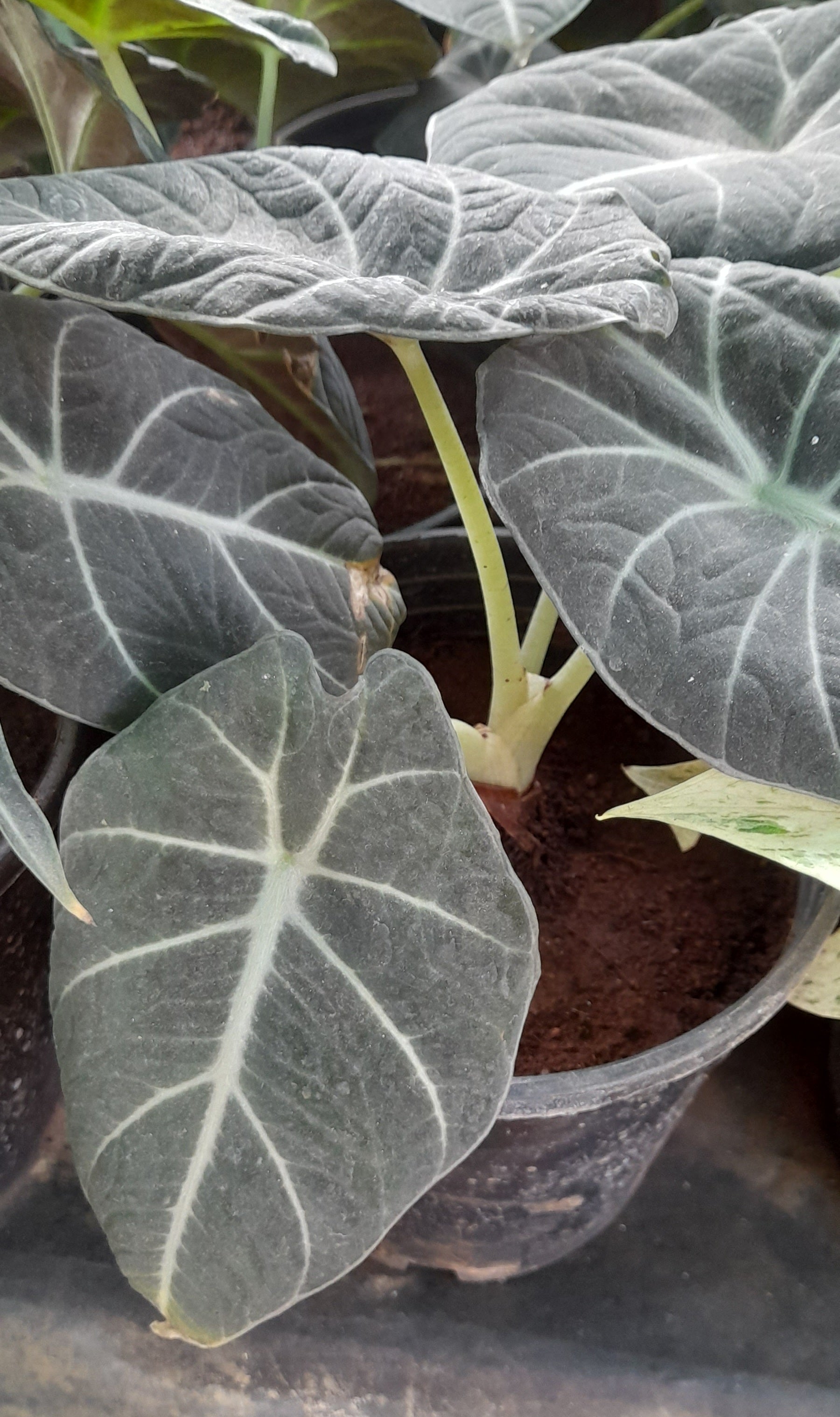 Alocasia 'Black Velvet' (Alocasia reginula 'Black Velvet') - photo by Yercaud-elango, CC BY-SA 4.0, via Wikimedia Commons