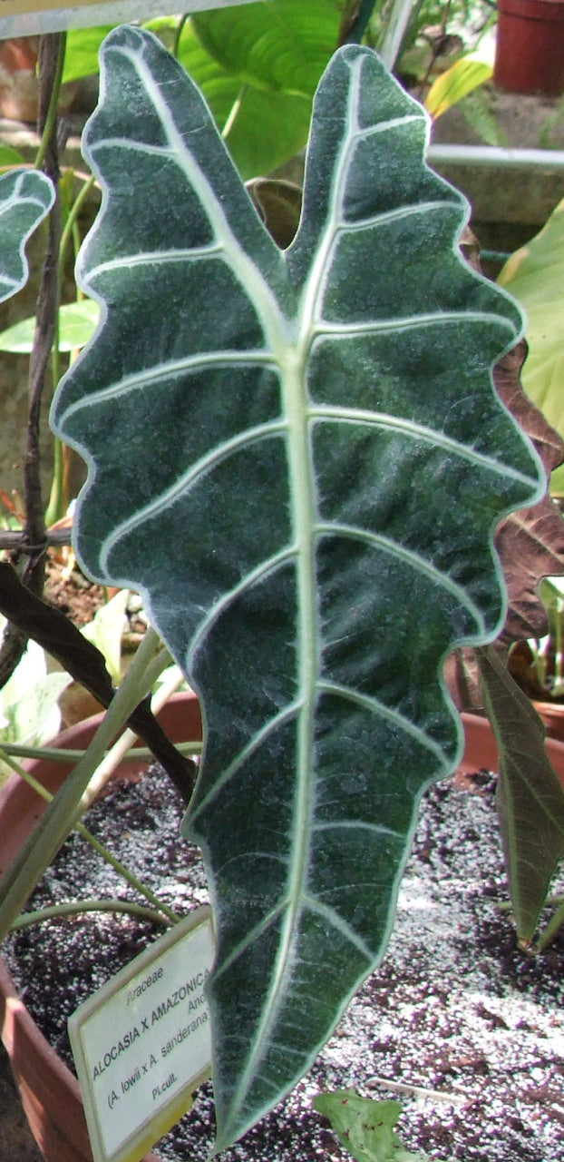 Alocasia (African Mask) — live plant from Wade Greens