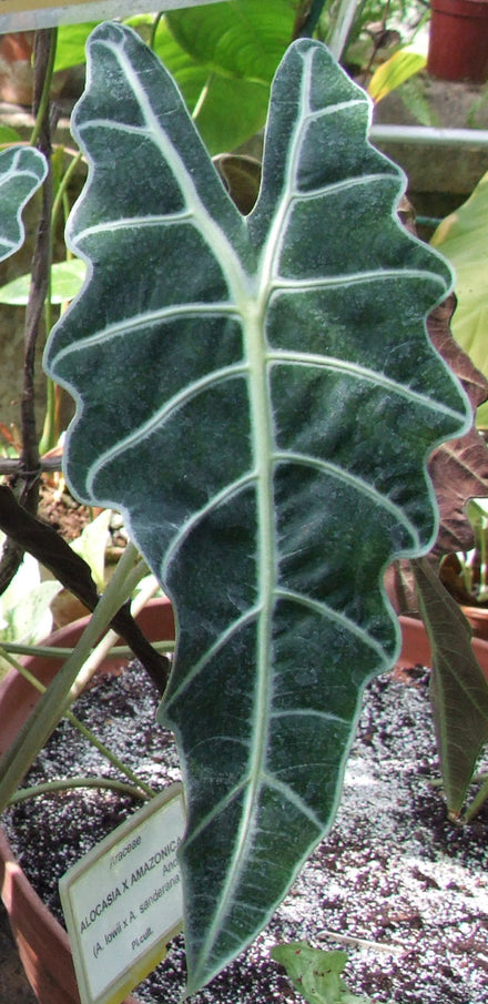 Alocasia (African Mask) - Live Plant