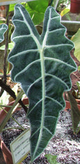 Alocasia (African Mask) — live plant from Wade Greens