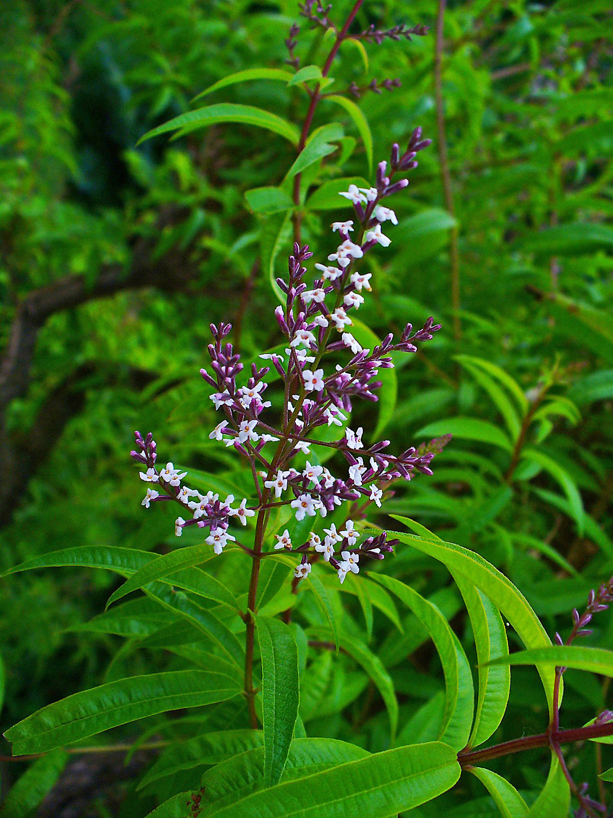 Lemon Verbena Live Herb Plant — photo: H. Zell, CC BY-SA 3.0, via Wikimedia Commons
