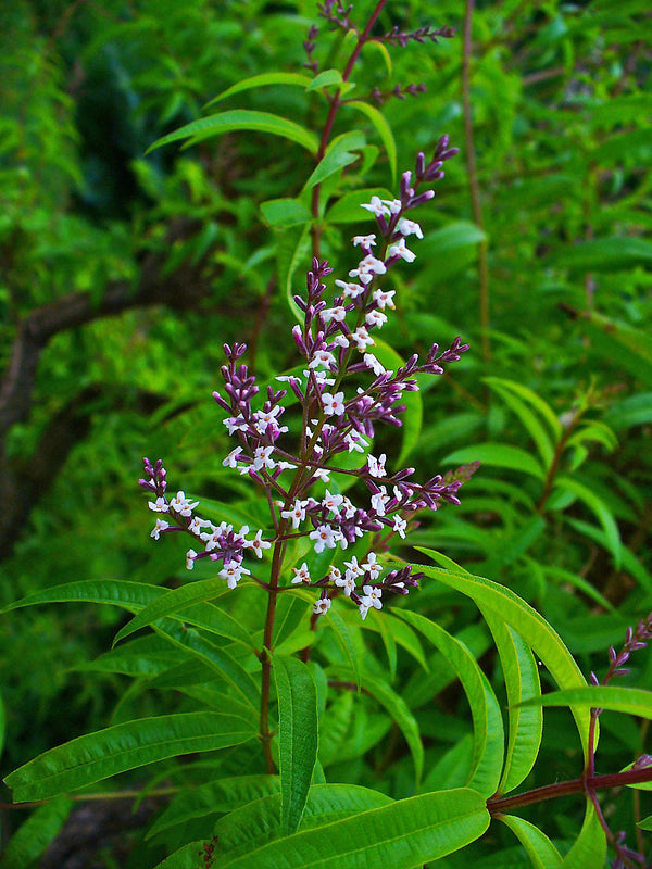 Lemon Verbena - Fresh Cut — photo: H. Zell, CC BY-SA 3.0, via Wikimedia Commons