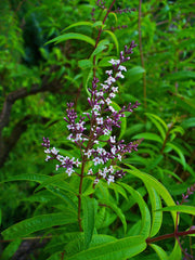 Lemon Verbena Live Herb Plant — photo: H. Zell, CC BY-SA 3.0, via Wikimedia Commons