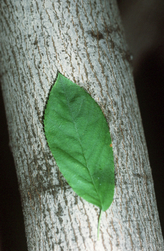 Serviceberry Sapling - Wade Greens, Lineville Alabama