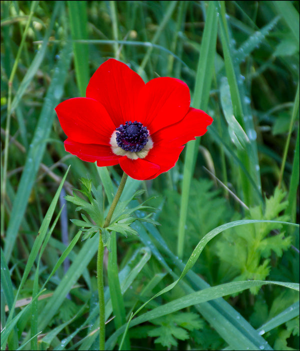 Anemone (Windflower) Bulbs — photo: Zachi Evenor, CC BY 2.0, via Wikimedia Commons