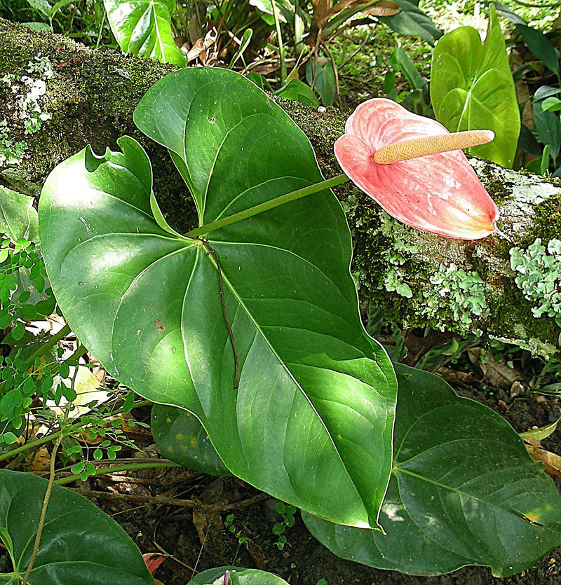 Anthurium (Anthurium andraeanum) — live plant from Wade Greens