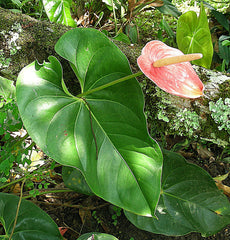 Anthurium (Anthurium andraeanum) — live plant from Wade Greens
