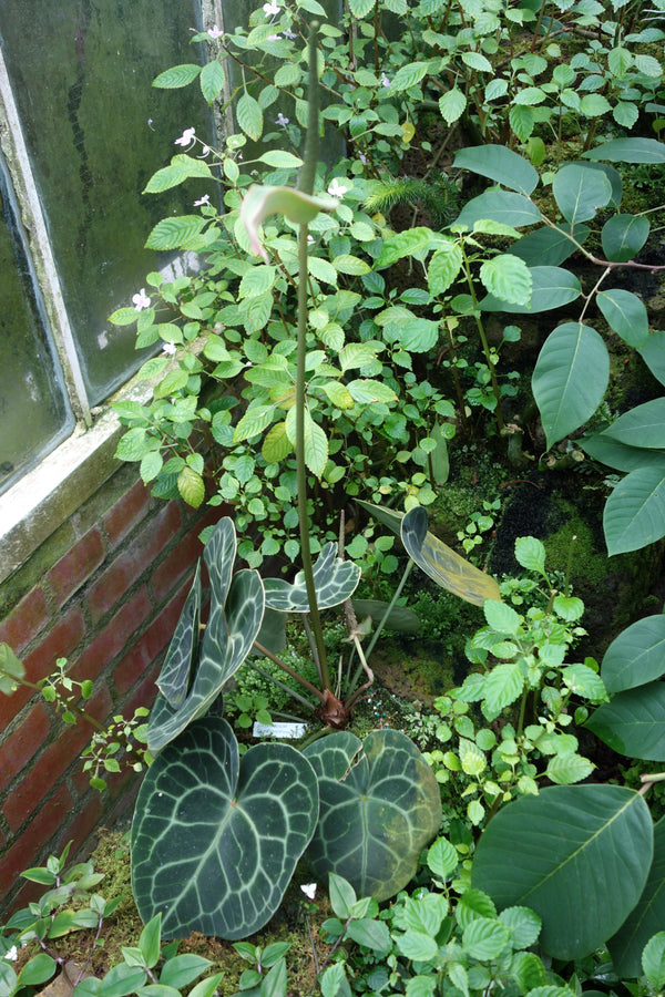 Anthurium clarinervium (Anthurium clarinervium) - photo by Daderot, CC0 (public domain), via Wikimedia Commons
