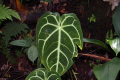 Anthurium crystallinum (Anthurium crystallinum) - photo by David J. Stang, CC BY-SA 4.0, via Wikimedia Commons