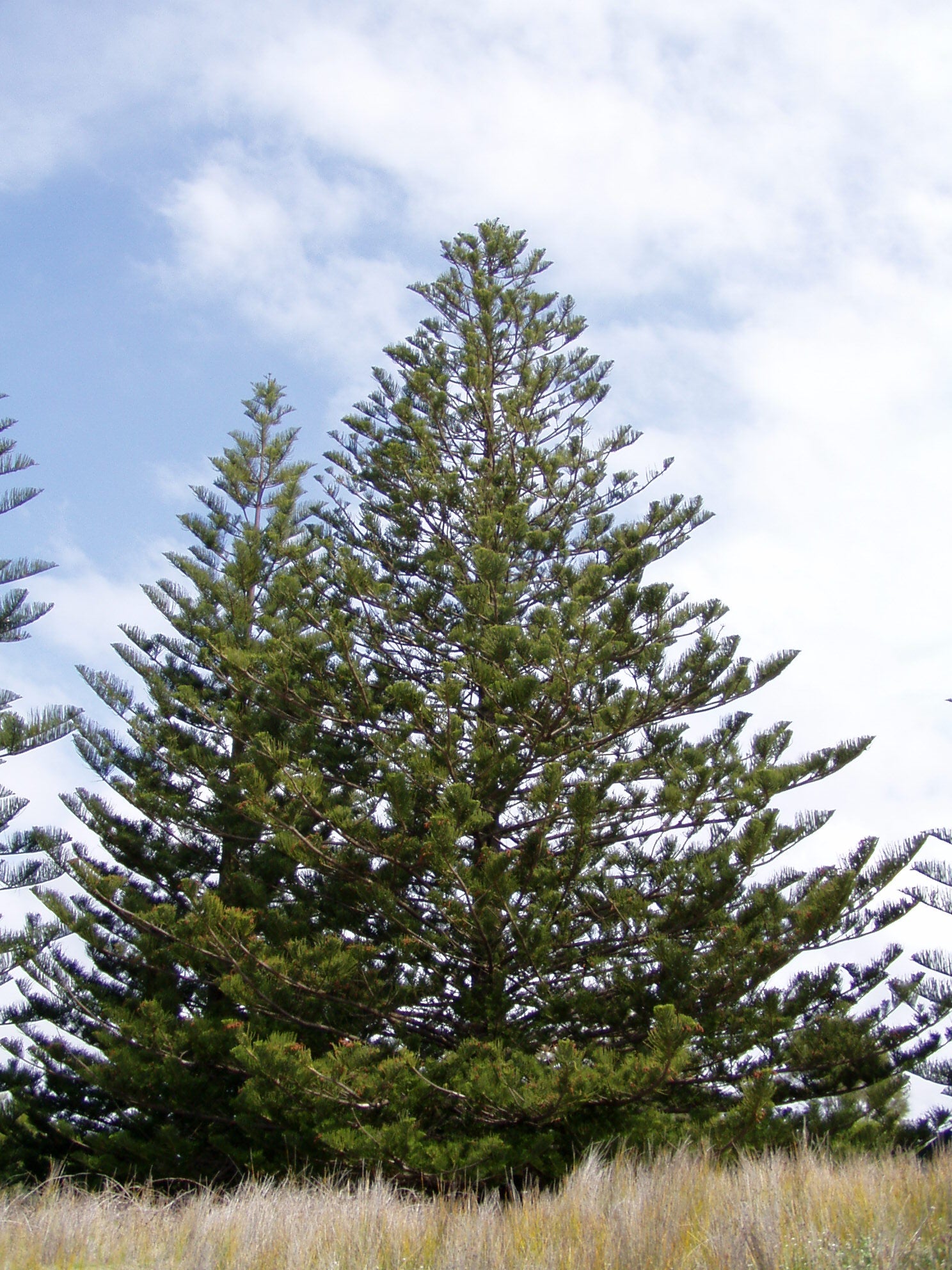 Norfolk Island Pine (Araucaria heterophylla) — live plant from Wade Greens