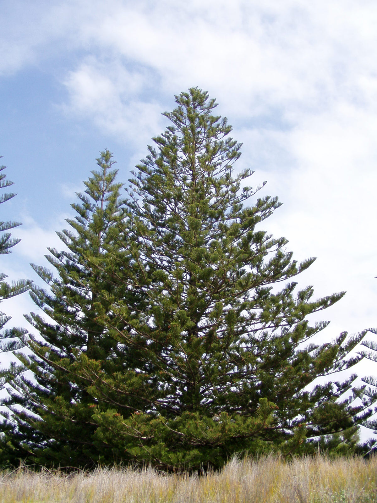 Norfolk Island Pine (Araucaria heterophylla) — live plant from Wade Greens