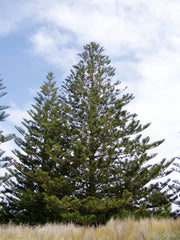Norfolk Island Pine (Araucaria heterophylla) — live plant from Wade Greens