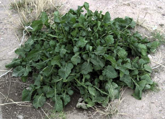 Fresh Arugula Microgreens grown in Alabama by Wade Greens