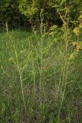 Asparagus - Wade Greens, Lineville Alabama