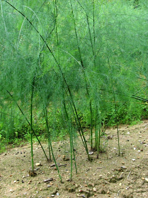 Asparagus - Wade Greens, Lineville Alabama