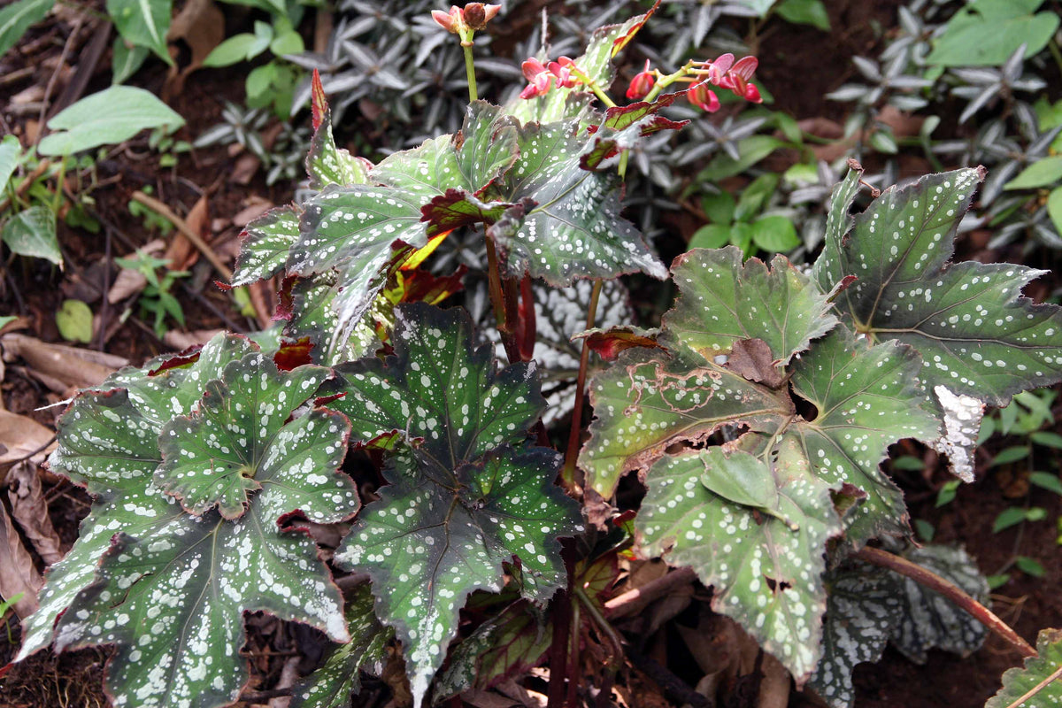 Plants With Presence