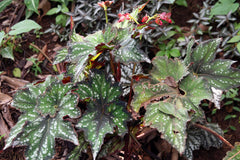Rex Begonia (Begonia rex) - photo by David J. Stang, CC BY-SA 4.0, via Wikimedia Commons
