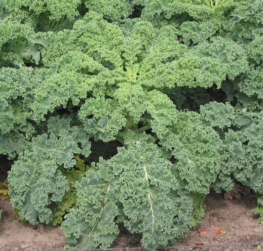 Kale Starter Plant — photo: Rasbak, CC BY-SA 3.0, via Wikimedia Commons