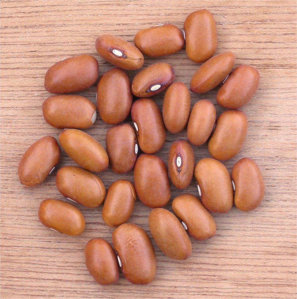 Fresh Pole Bean grown in Alabama by Wade Greens